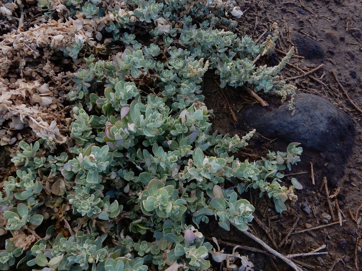 Atriplex glauca
